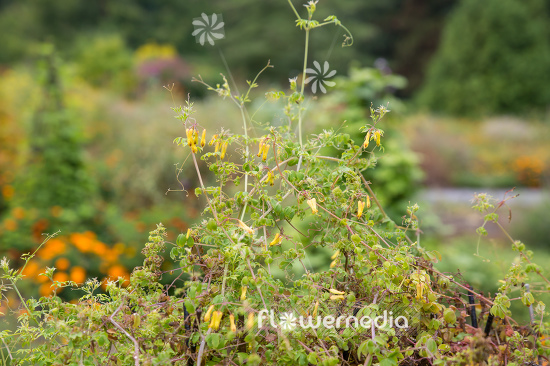 Dactylicapnos torulosa - Climbing dicentra (106875)