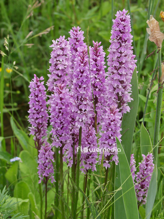 Dactylorhiza maculata - Heath spotted orchid (100748)