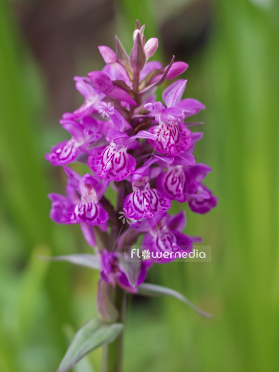 Dactylorhiza purpurella - Northern marsh orchid (100750)