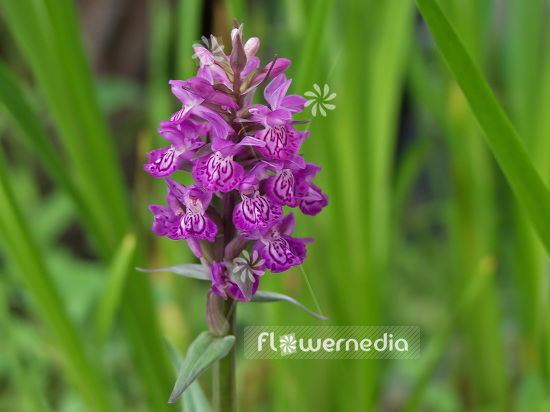 Dactylorhiza purpurella - Northern marsh orchid (100751)