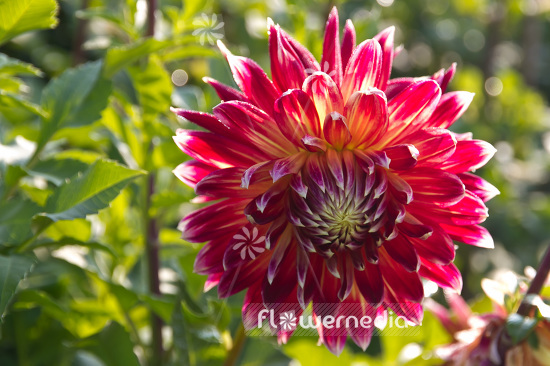 Dahlia 'Akita' - Dahlia (103080)