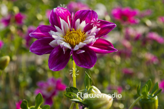 Dahlia 'Blütenmeer' - Dahlia (103082)