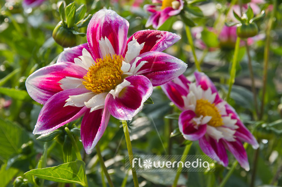 Dahlia 'Collerette Princess' - Dahlia (103084)