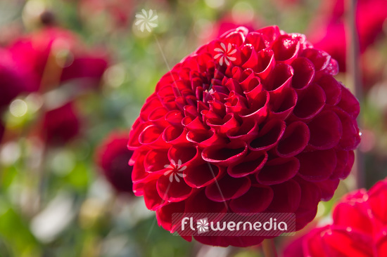 Dahlia 'Cornel' - Dahlia (103190)