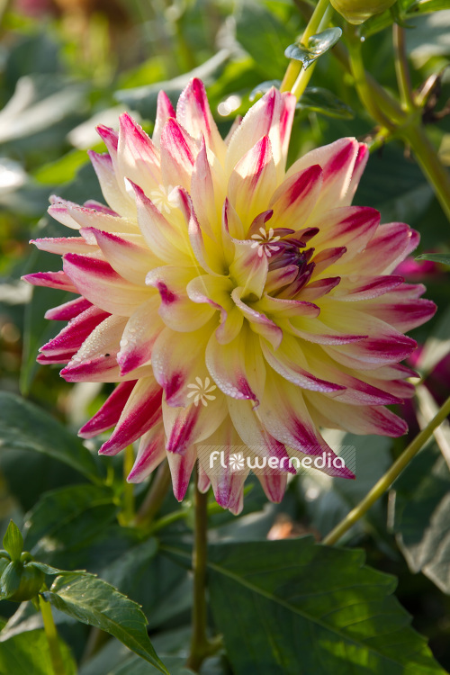 Dahlia 'D. Legden' - Dahlia (103087)