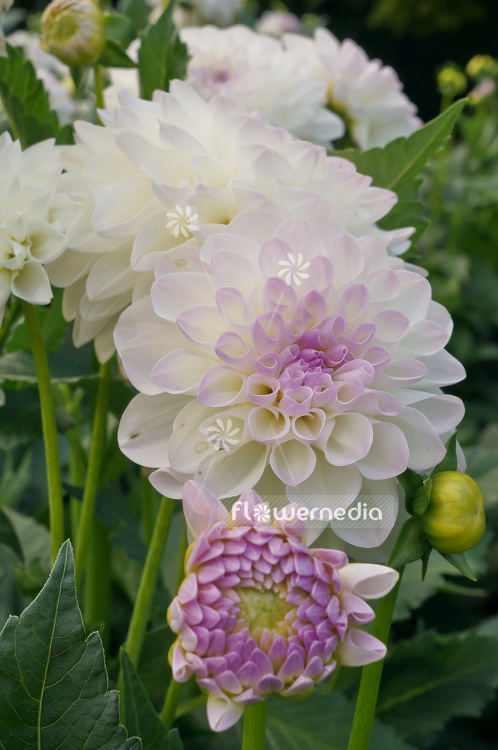 Dahlia 'Eveline' - Dahlia (103090)