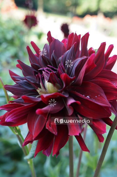 Dahlia 'Fire City' - Dahlia (103092)