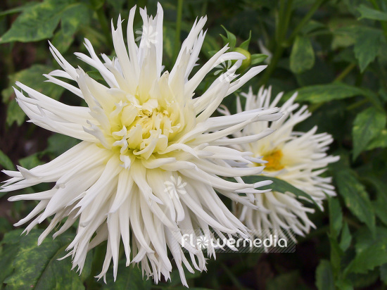 Dahlia 'Frau Holle' - Dahlia (100775)