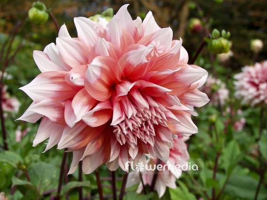 Dahlia 'Gaudy' - Dahlia (100776)