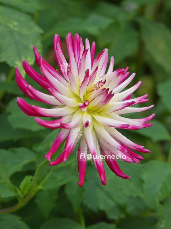 Dahlia 'Gräfin Cosel' - Dahlia (100777)