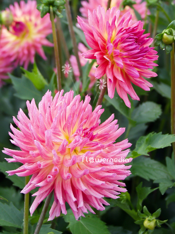 Dahlia 'Kenora Sangria' - Dahlia (100782)