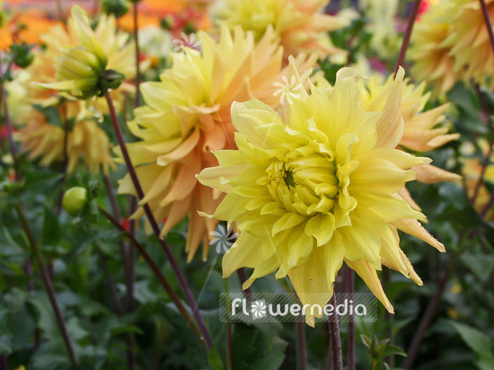 Dahlia 'Kenora Superb' - Dahlia (100783)