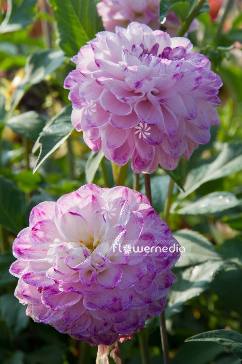 Dahlia 'Marys Jomanda' - Dahlia (103093)