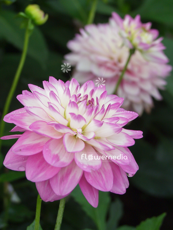 Dahlia 'Melody Dixy' - Dahlia (100785)