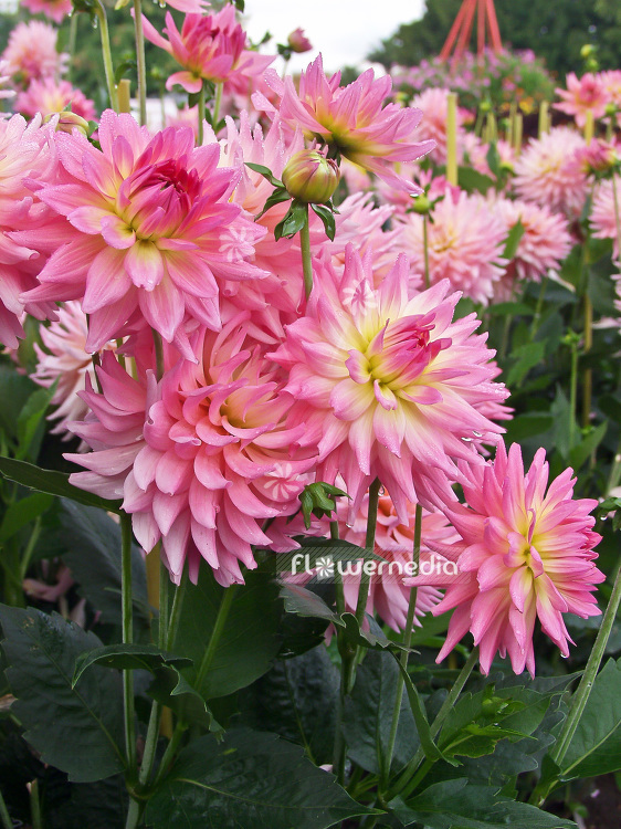 Dahlia 'Melody Gipsy' - Dahlia (100786)