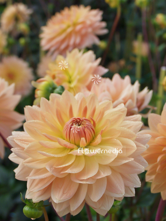 Dahlia 'New Orleans' - Dahlia (100787)