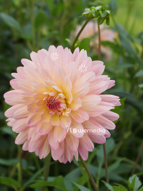 Dahlia 'Nonette' - Dahlia (100789)