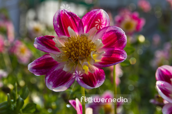 Dahlia 'Olivia' - Dahlia (103094)