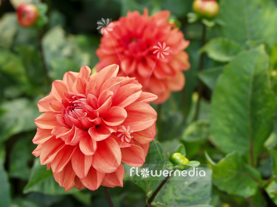 Dahlia 'Orange Nugget' - Dahlia (100790)