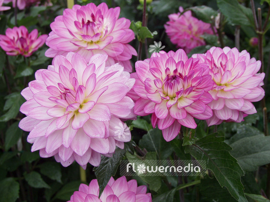 Dahlia 'Oriental Dream' - Dahlia (100791)