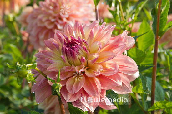 Dahlia 'Papageno' - Dahlia (103096)