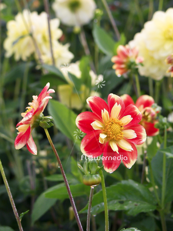 Dahlia 'Pooh' - Dahlia (100792)