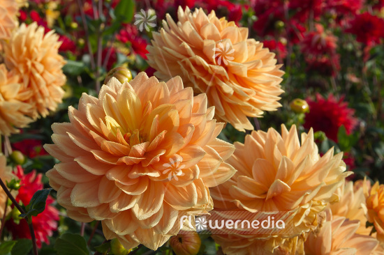 Dahlia 'Rancho' - Dahlia (103098)