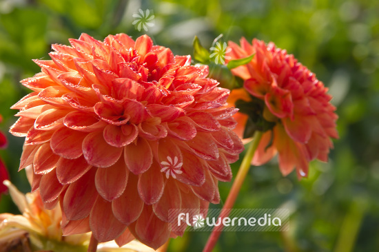 Dahlia 'Safe Shot' - Dahlia (103099)