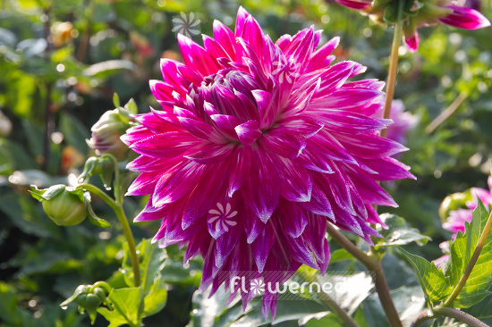 Dahlia 'Vancouver' - Dahlia (103100)