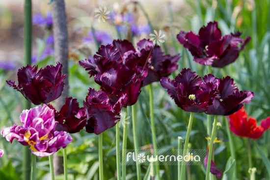 Dark-red-flowered Tulips (106383)