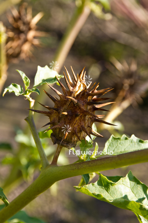 Datura ferox - Long Spined Thorn Apple (103102)