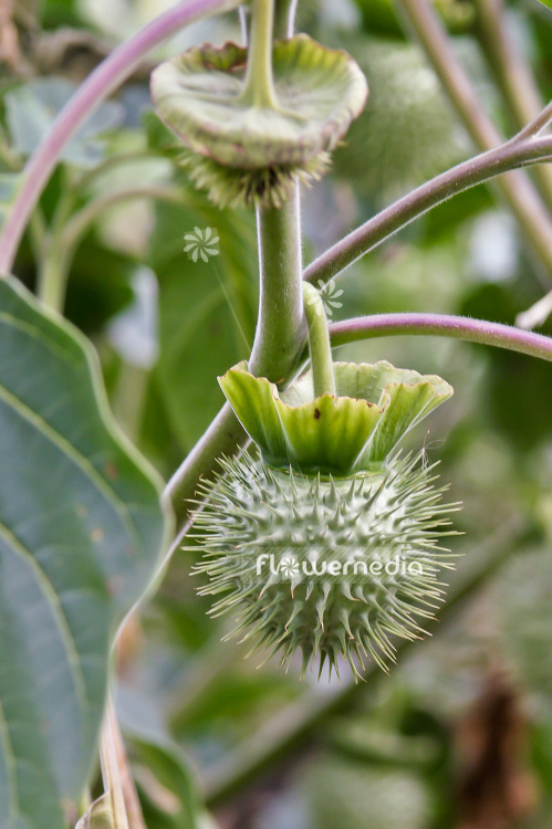 Datura inoxia - Downy thorn apple (100801)