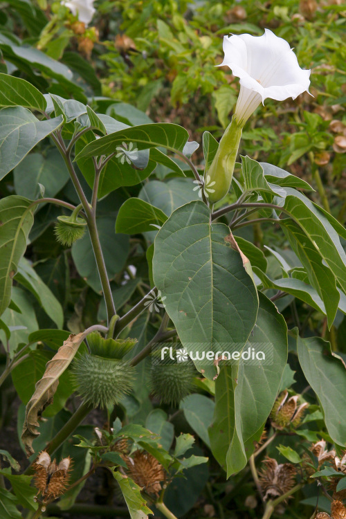 Datura inoxia - Downy thorn apple (103104)