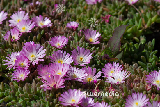 Delosperma sutherlandii 'Peach Star' - Hardy ice plant (103111)