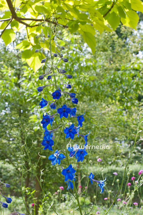 Delphinium belladonna 'Völkerfrieden' - Larkspur (103116)