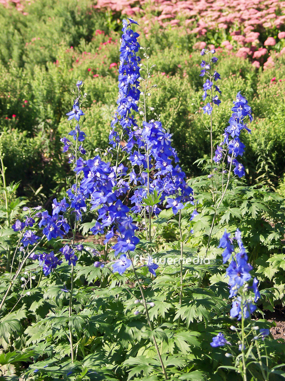 Delphinium elatum 'Lanzenträger' - Candle larkspur (100806)