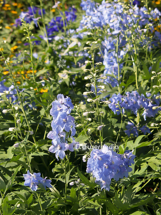 Delphinium elatum 'Malvine' - Candle larkspur (100807)