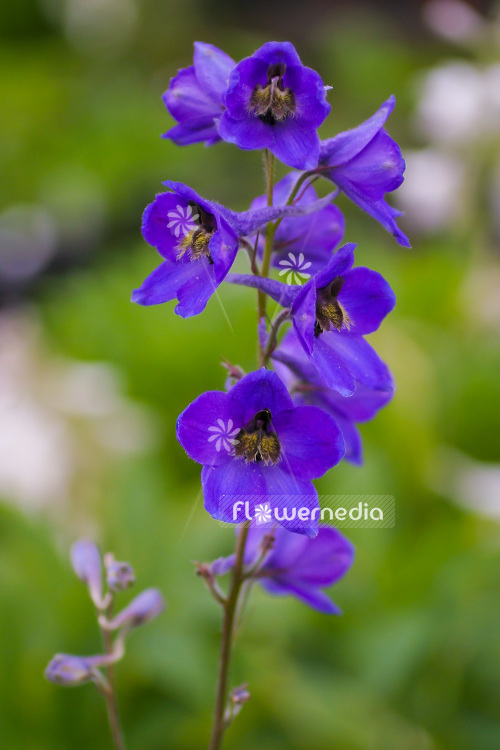 Delphinium 'Summer Skies' - Larkspur (103122)