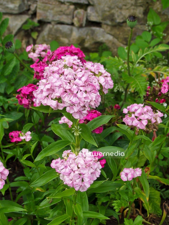 Dianthus barbatus - Sweet william (109672)