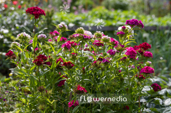 Dianthus barbatus - Sweet william (110074)