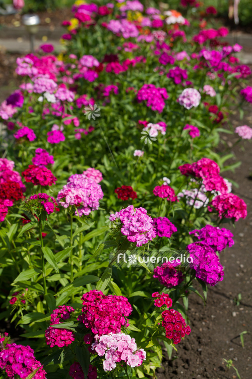 Dianthus barbatus - Sweet william (110075)