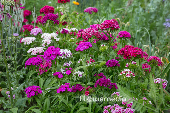 Dianthus barbatus - Sweet william (110077)