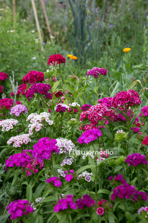 Dianthus barbatus - Sweet william (110078)