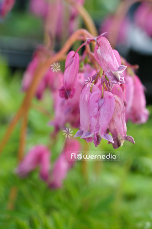 Dicentra eximia - Fringed bleeding heart (106717)