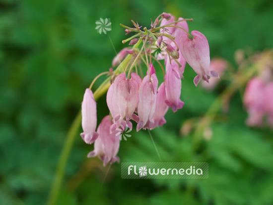 Dicentra eximia - Fringed bleeding heart (106719)