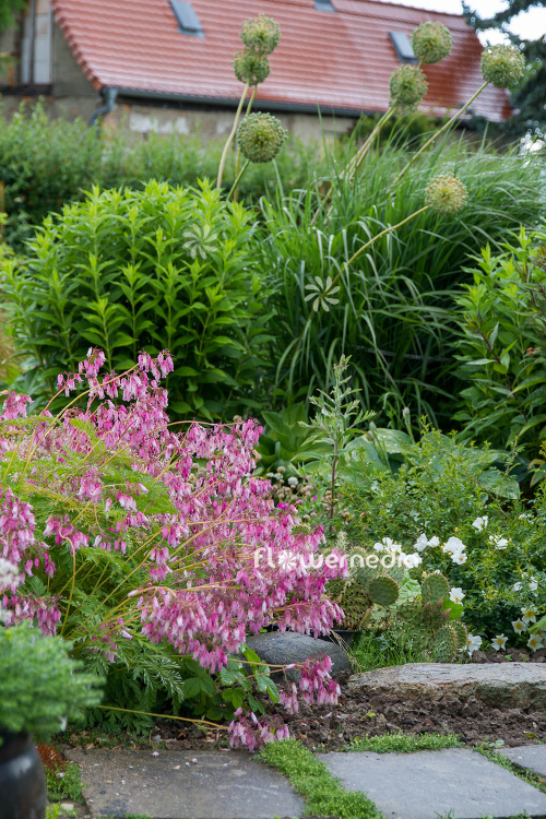 Dicentra eximia - Fringed bleeding heart (106787)