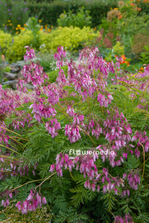 Dicentra eximia - Fringed bleeding heart (106879)