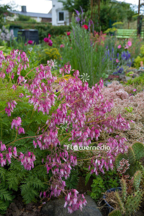 Dicentra eximia - Fringed bleeding heart (106880)