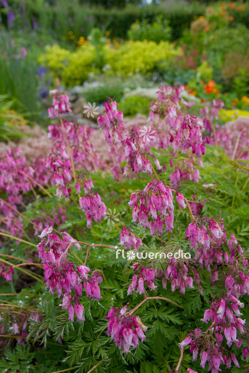Dicentra eximia - Fringed bleeding heart (106881)