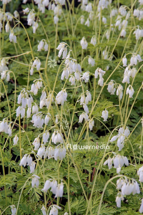 Dicentra eximia 'Alba' - Fringed bleeding heart (106789)